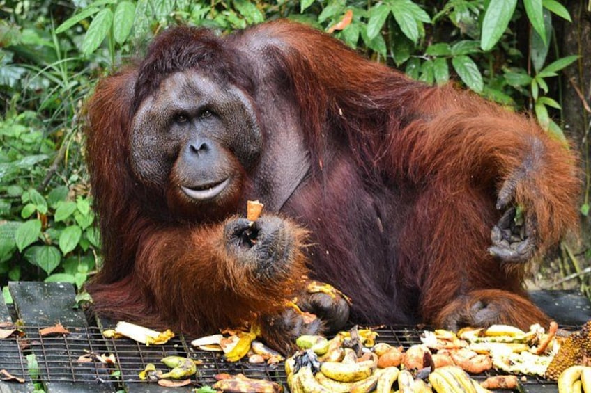 An orangutan with a baby, surrounded by a variety of fruits and vegetables. 4