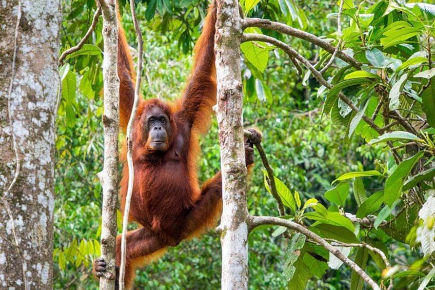 An orangutan hanging from tree branches in a forest. 2