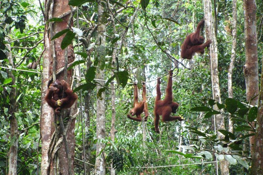 Orangutans hanging from tree branches in a dense forest. 3