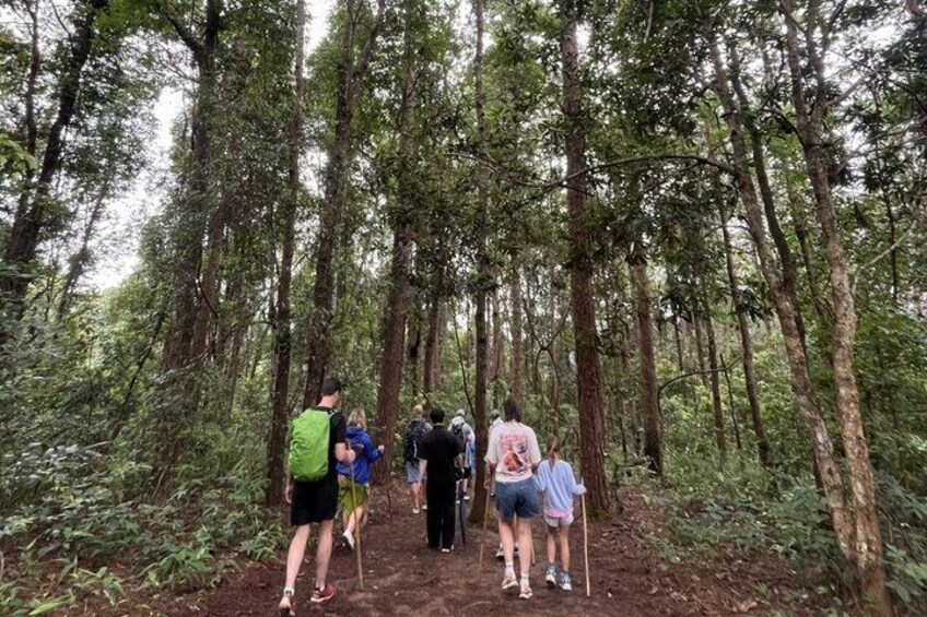 Chiang Mai: Fantastic Doi Inthanon National Park Tour & 2-Hr Trek 2