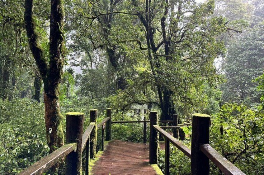 Chiang Mai: Fantastic Doi Inthanon National Park Tour & 2-Hr Trek 4