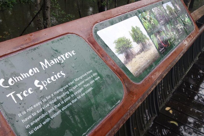 Of the 70 species of mangroves in the world,
Singapore has 31 of them and 27 species can be
found in Sungei Buloh alone 5