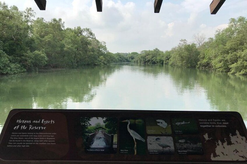 Estuarine Crocodile look out at the main bridge  4