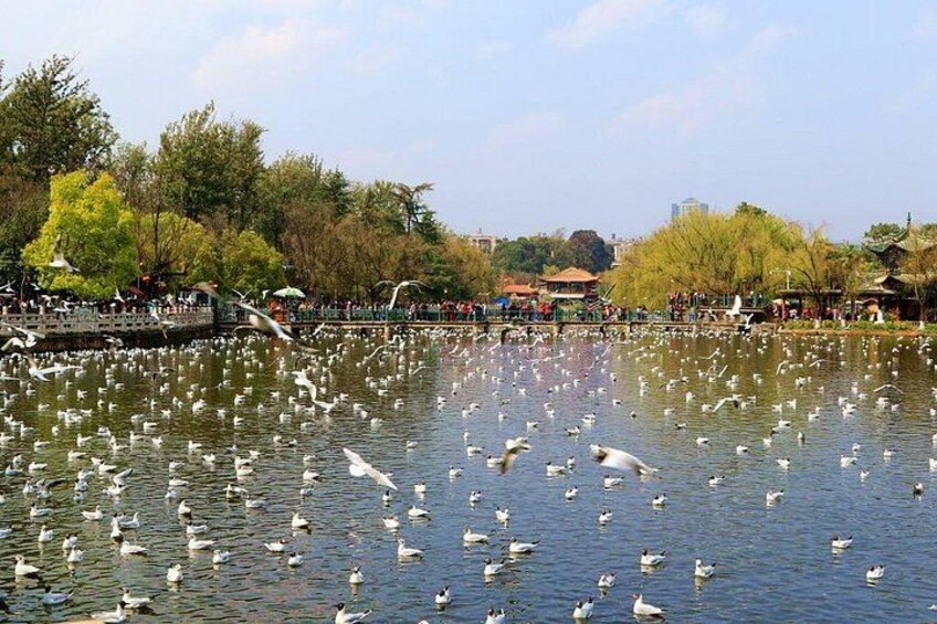 A park with a pond filled with swans and geese, surrounded by trees and a bridge. 3