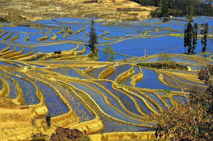 Terraced rice fields with water channels. 1