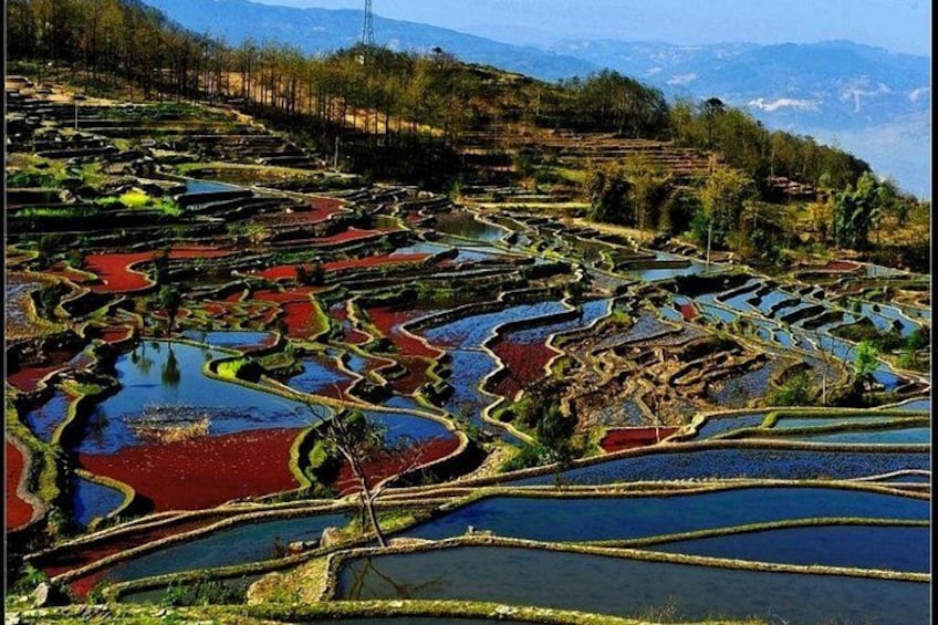 Terraced rice fields with water channels. 5