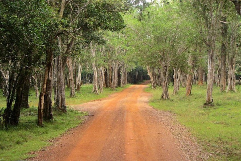 A dirt road flanked by tall trees in a forested area. 2