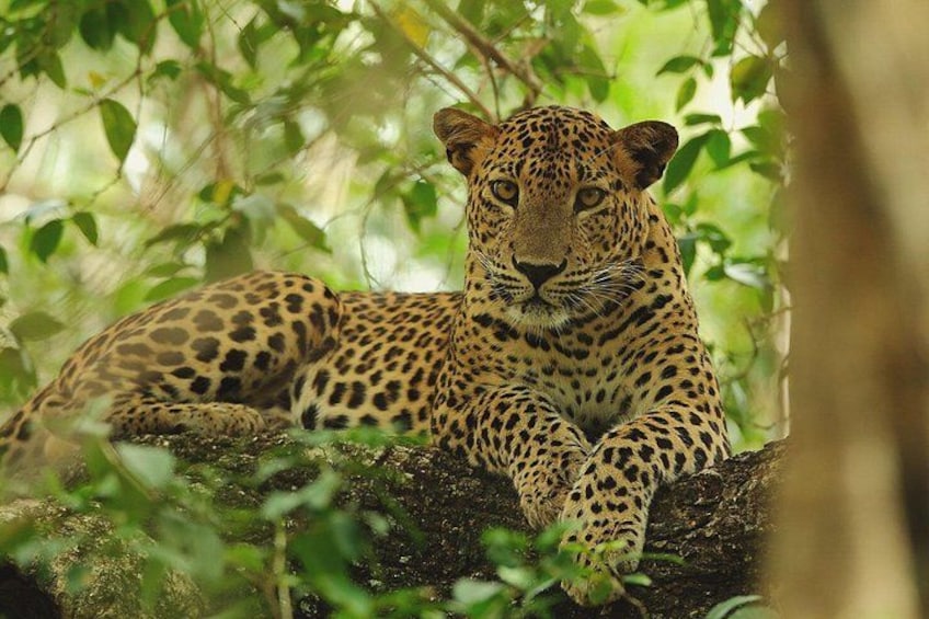 A leopard resting on a tree branch in a forested area. 1
