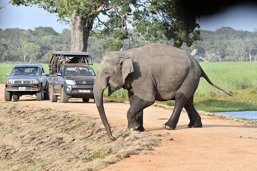 An elephant walking on a dirt road with vehicles in the background. 3