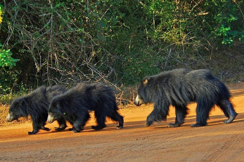 Three bears walking on a dirt road surrounded by trees. 4