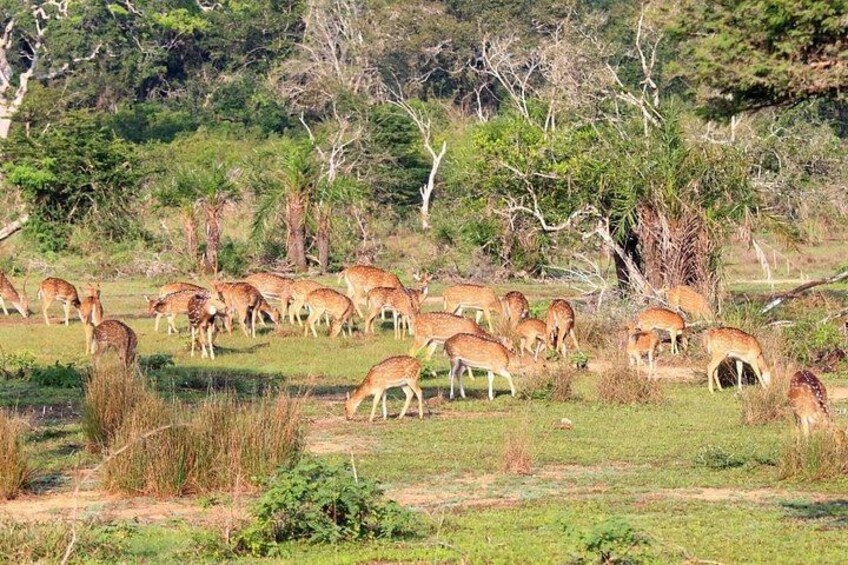 A herd of deer grazing in a grassy field with trees in the background. 5