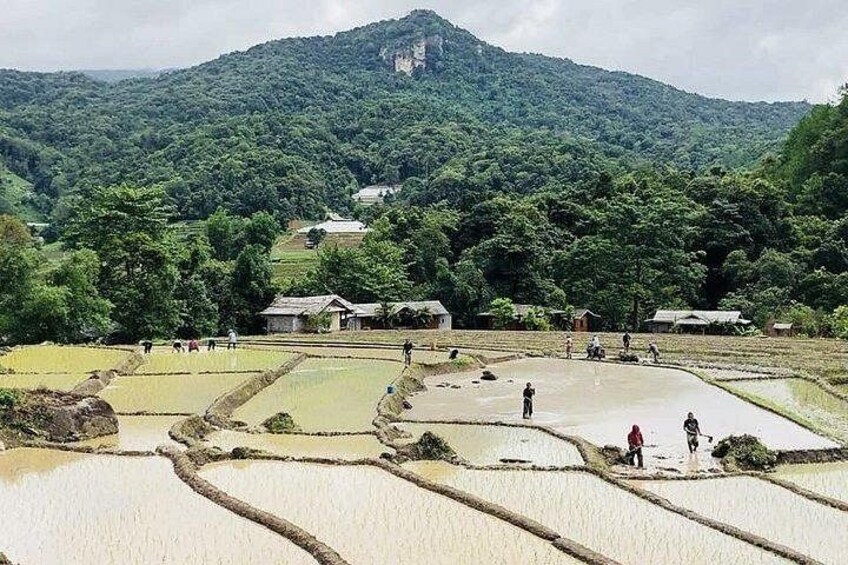 Terraced rice fields, a mountain, and scattered buildings. 3