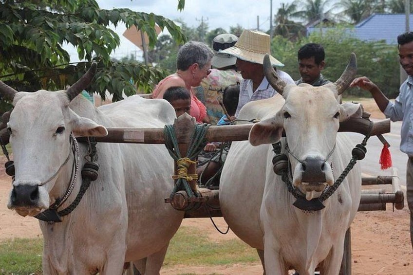 Two oxen yoked together, a person in a hat, and another person in a pink shirt. 1