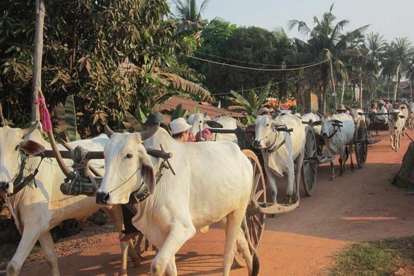 A group of white oxen pulling carts on a dirt road, surrounded by greenery and palm trees. 4