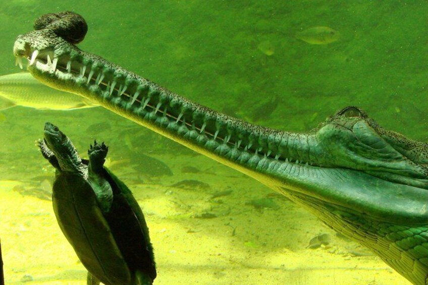 A large aquatic reptile, possibly a crocodile, swimming in clear water. 1