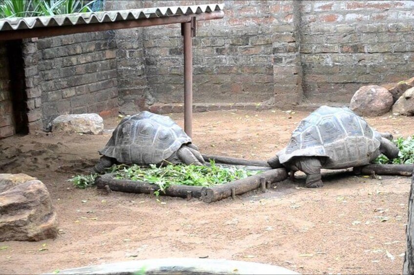 Night safari with crocodiles in Mahabalipuram 5