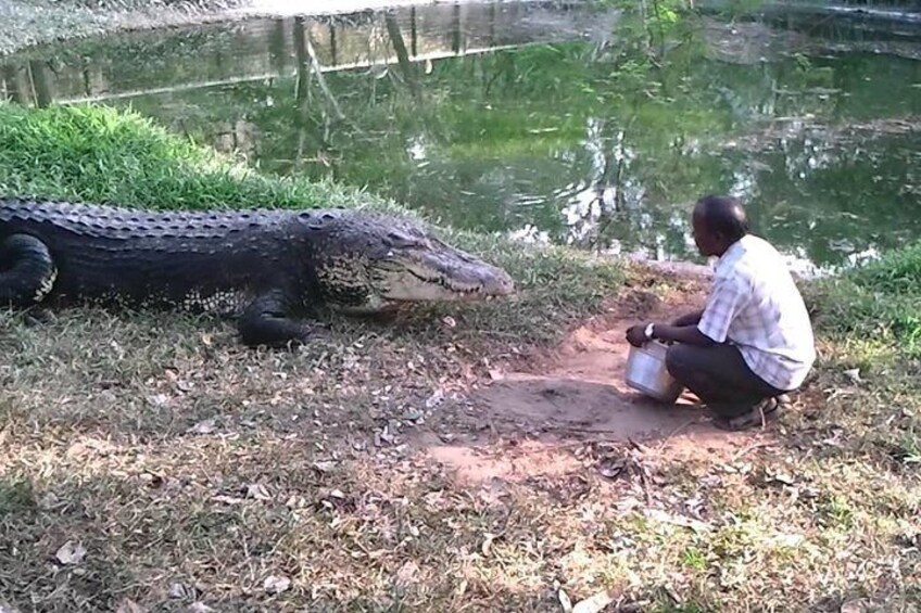 Night safari with crocodiles in Mahabalipuram 2