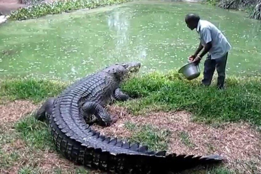 A large alligator near a pond with a person holding a metal container. 4