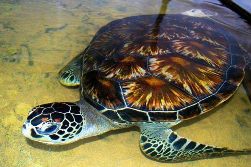 Una tortuga marina con caparazón decorado y aletas, nadando en aguas cristalinas. 1