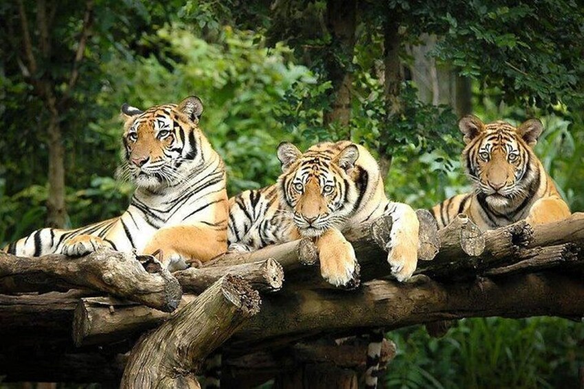 Three tigers resting on a log in a forest. 5