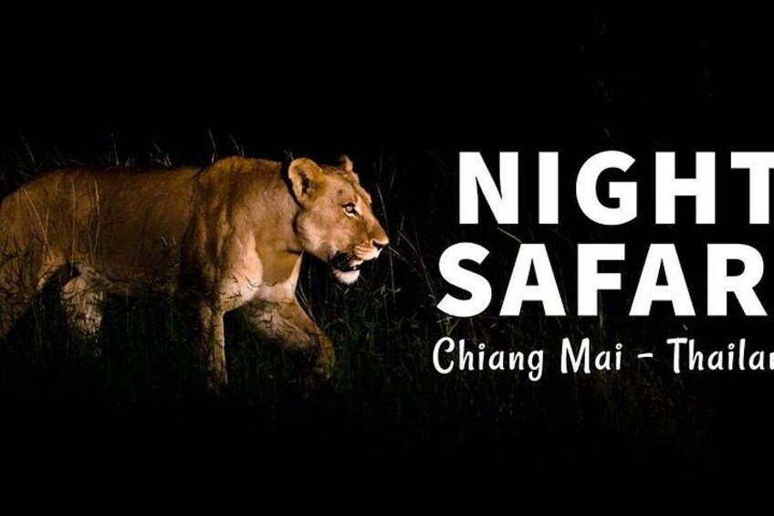 A lion in a dark, grassy area with text 'NIGHT SAFARI Chiang Mai - Thailand'. 2