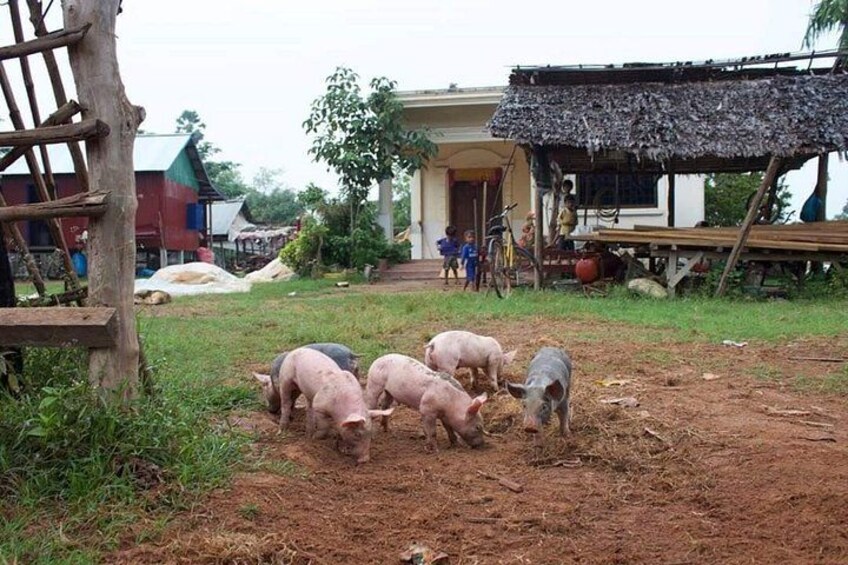 Pigs in a rural setting with a thatched-roof structure and a wooden fence. 3