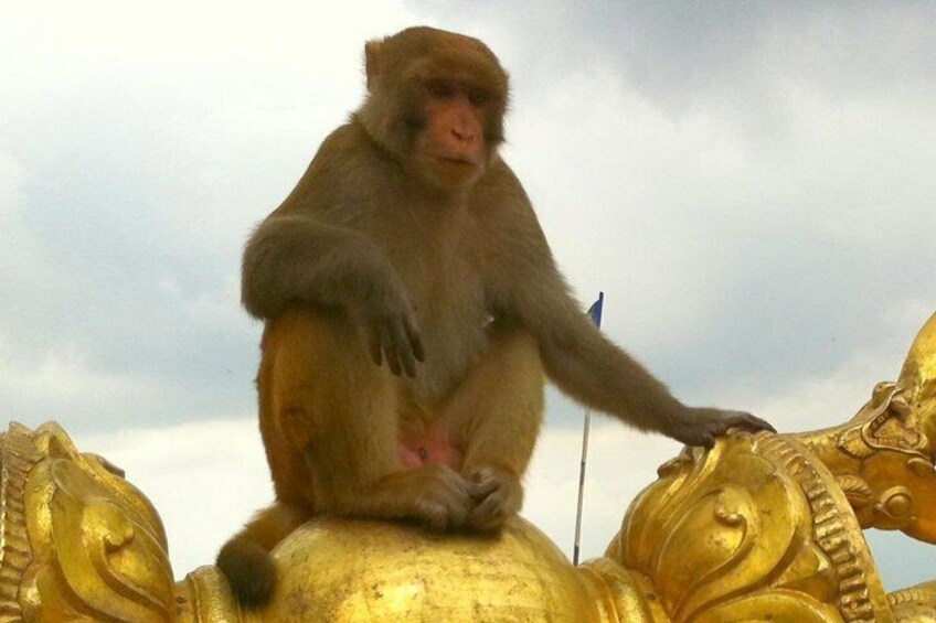 Monkey Temple 5