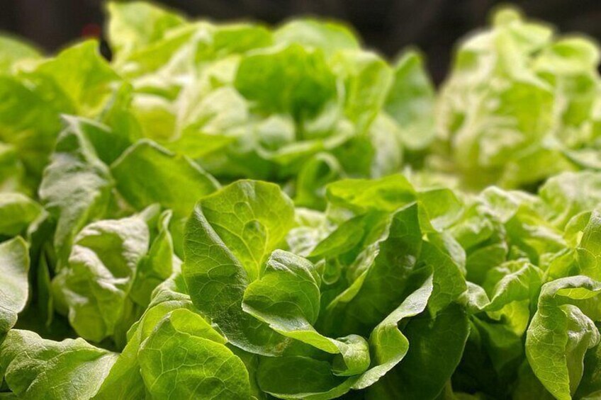 Charleston Farm-to-Table Food Tour and Chef's Challenge 3