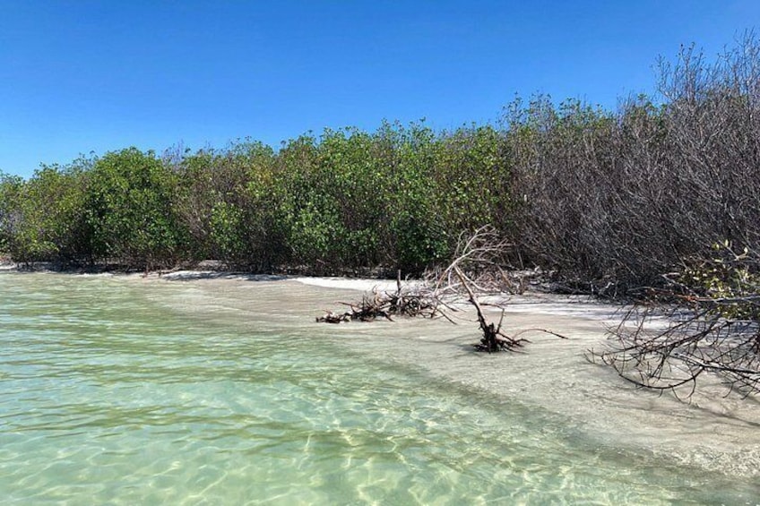 A beach with clear turquoise water, sandy shore, and dense mangrove vegetation. 3