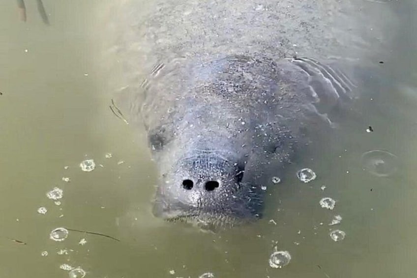 Ein großes Wassertier mit breitem Kopf und sichtbaren Nüstern, teilweise untergetaucht. 4