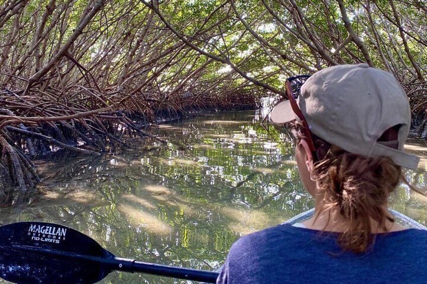 A person kayaking in a mangrove area. 5