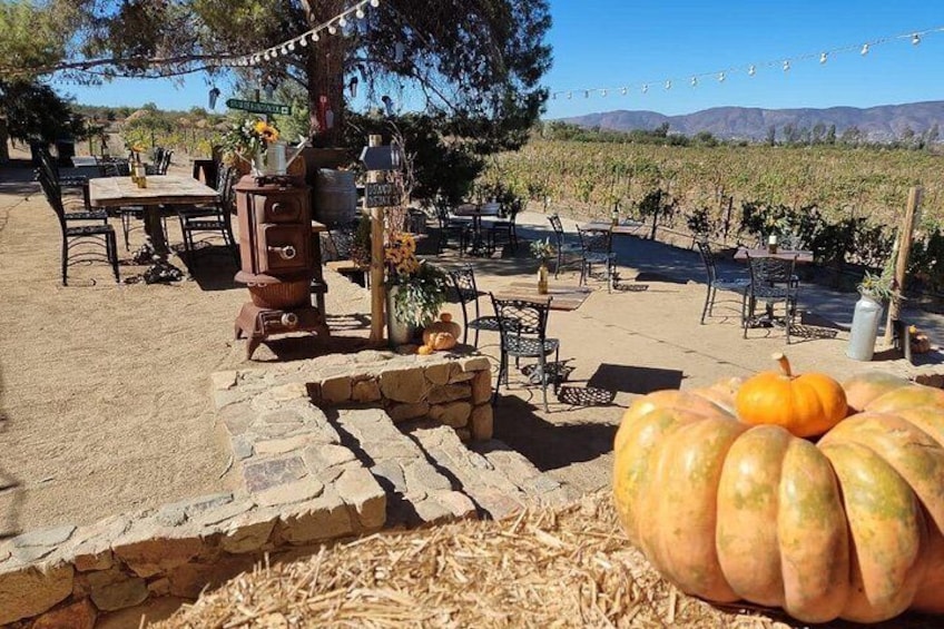 Fall Vibes, Baja California, Courtesy, Baja Society Tours 3