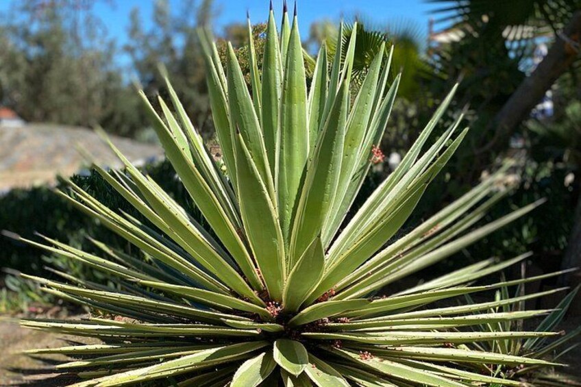 Sights & Sounds, Valle De Guadalupe, Courtesy, Baja Society Tours 2