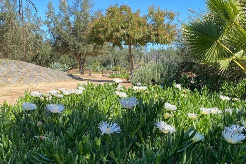 Sights & Sounds, Baja California, Courtesy, Baja Society Tours 4