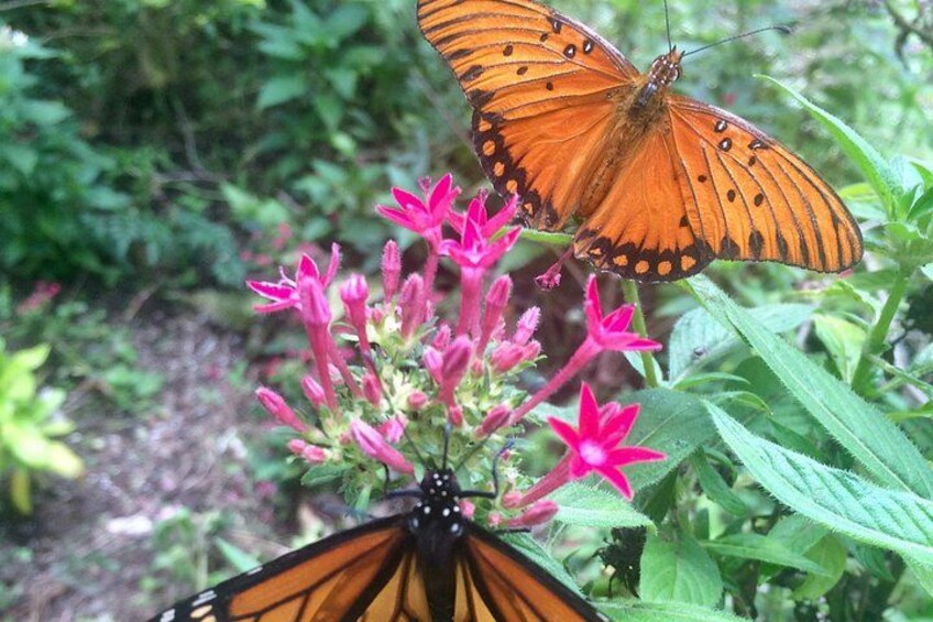 Two butterflies on pink flowers in a garden. 1