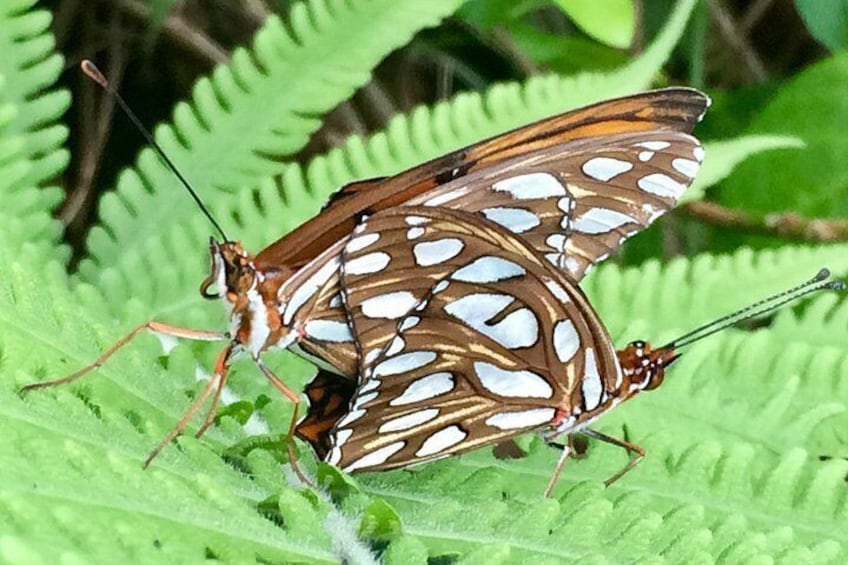 Our Passionvine butterflies.. 2