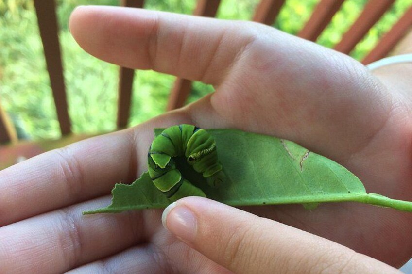 A hand holding a green leaf with a caterpillar on it. 2