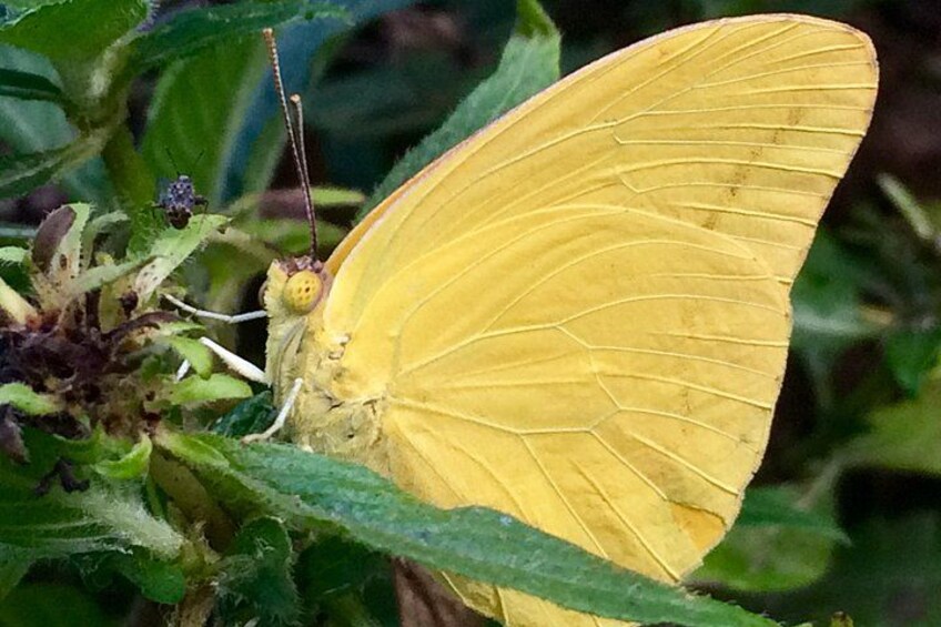 Cloudless Sulphur butterflies.. 2