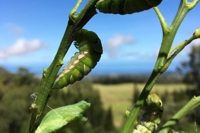 Some of our Swallowtail chrysalis.. 3