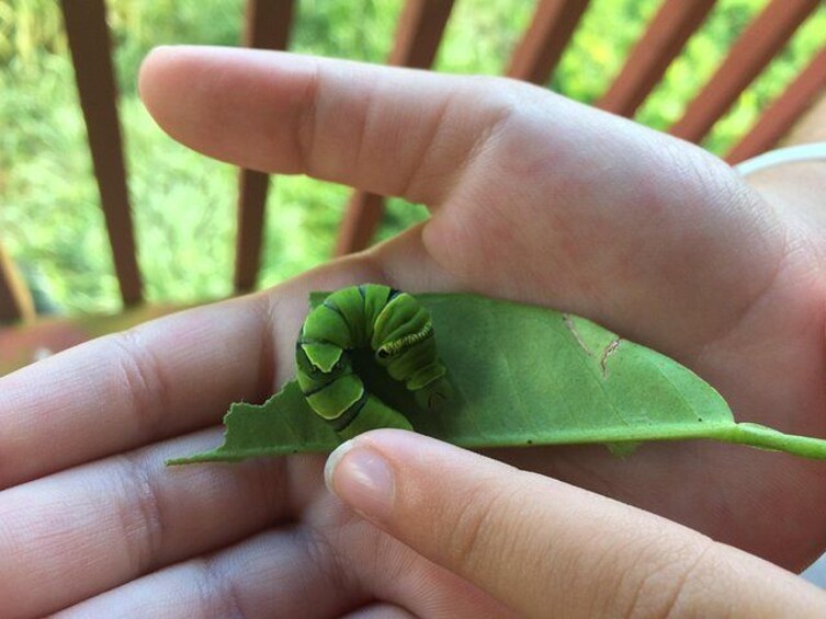 Una mano che tiene una foglia verde con un bruco sopra. 2