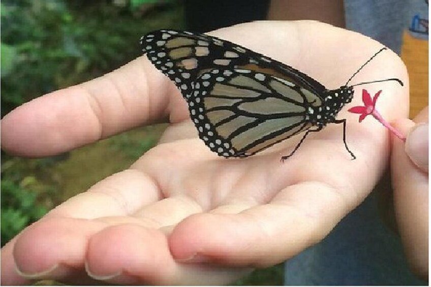 A butterfly resting on a person's palm. 3