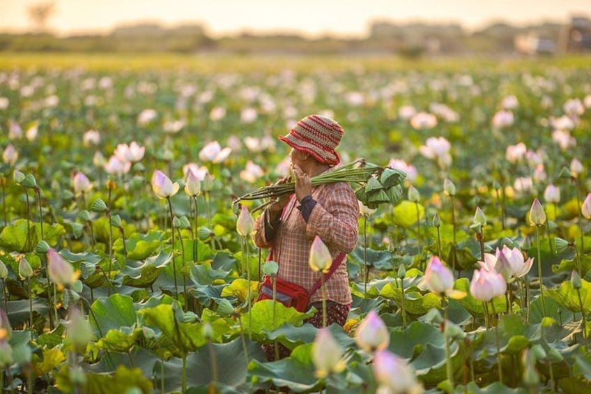 A person harvesting lotus flowers in a field. 3