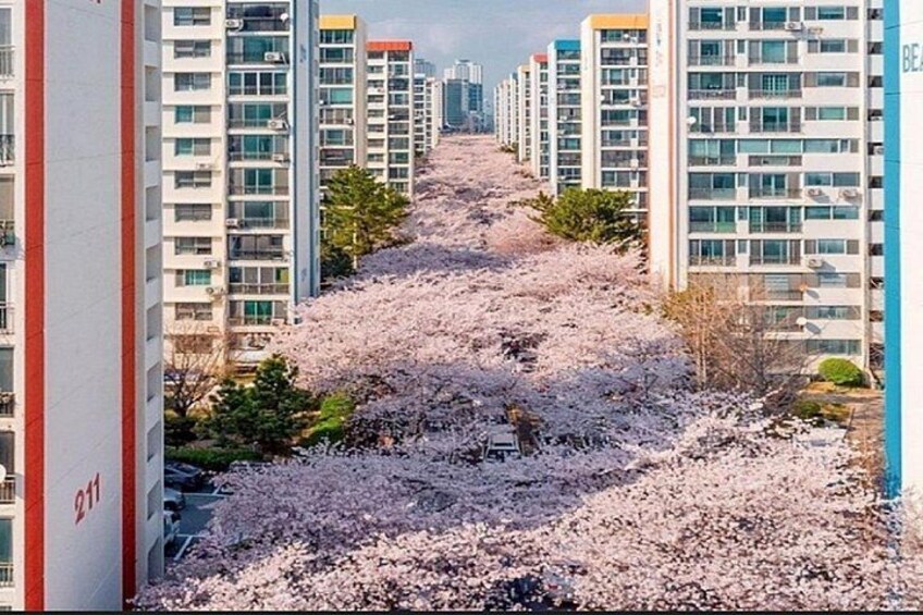 Private Busan Tour - Explore Landmarks with a Licensed Guide 3