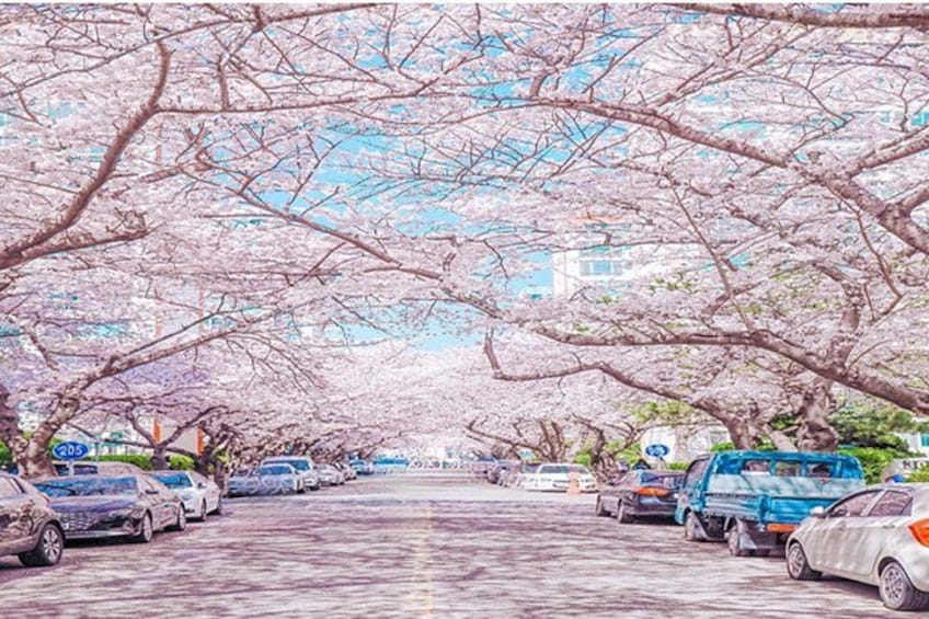 Private Busan Tour - Explore Landmarks with a Licensed Guide 5