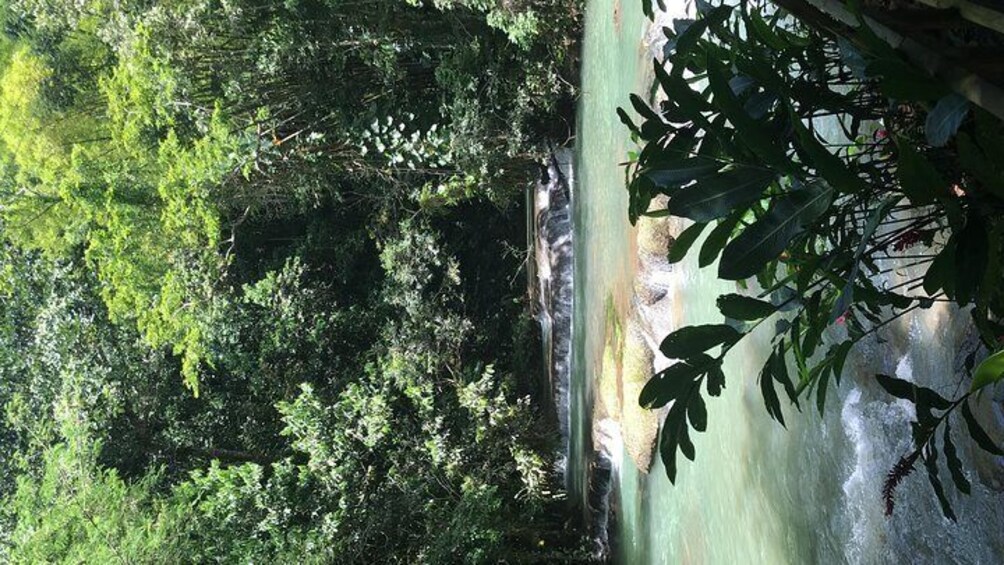 A river surrounded by dense green foliage. 1