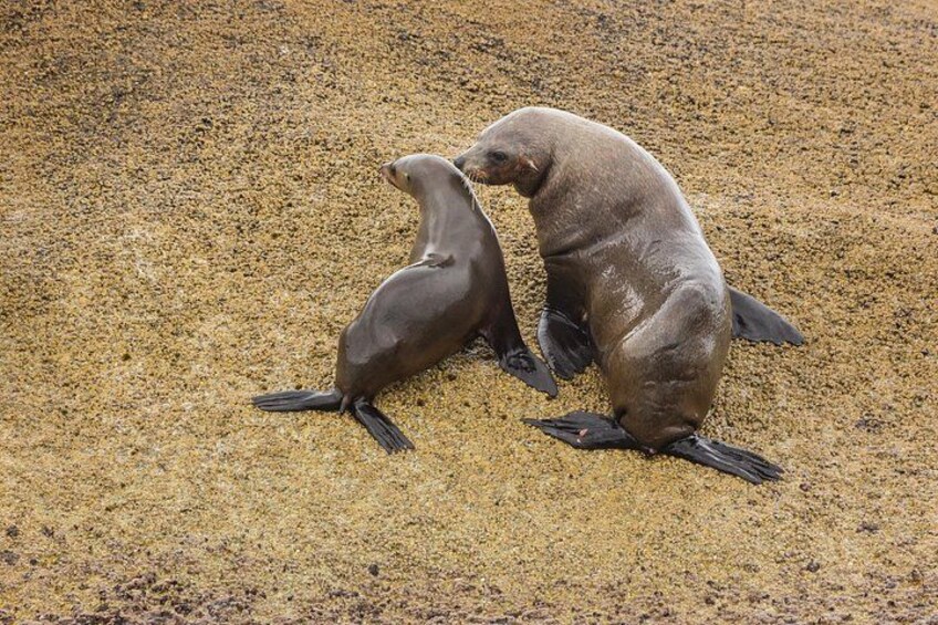 Two seals on a sandy beach. 2