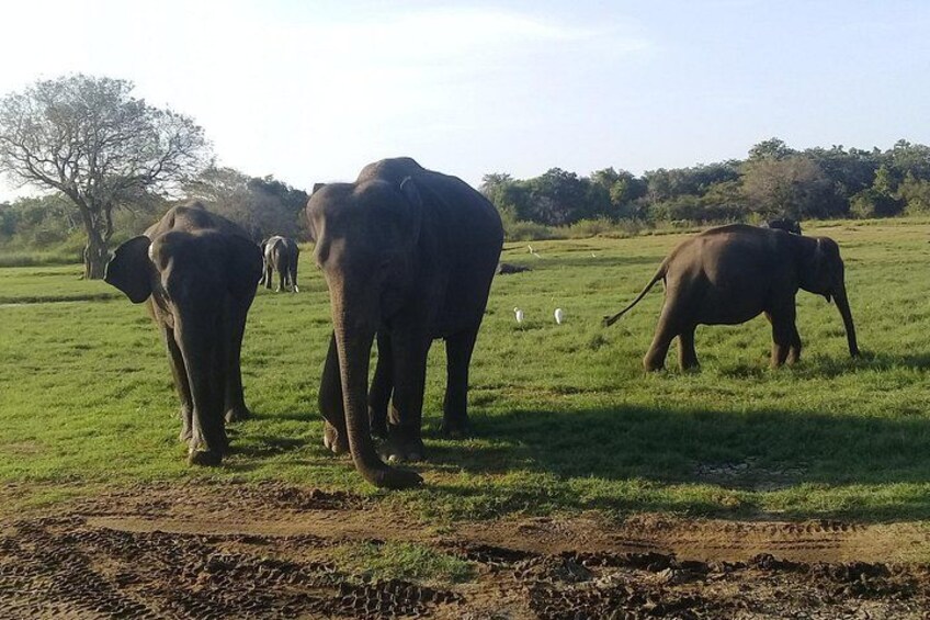 Minneriya national park 4