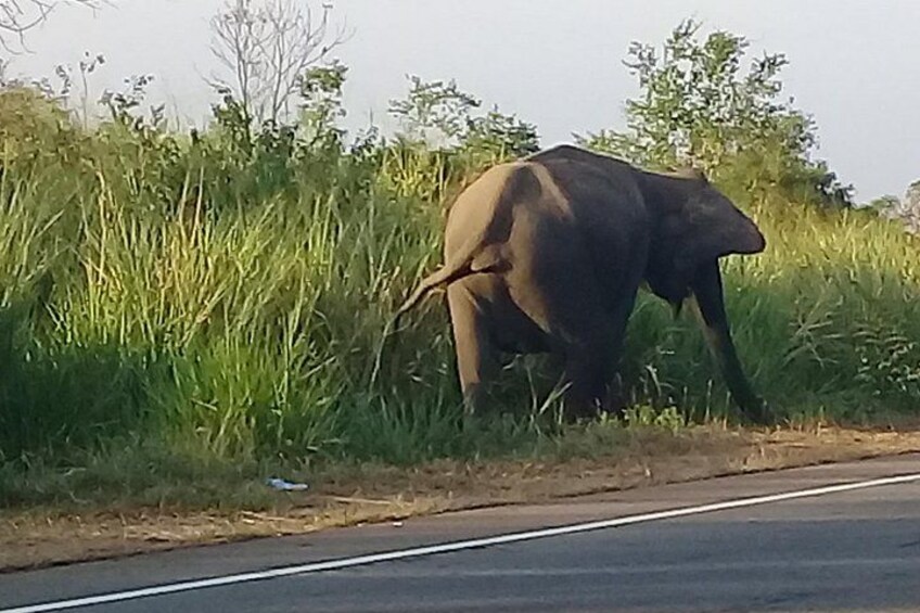 Adventure 2 days trip from trinco to sigiriya, with wild safari 3