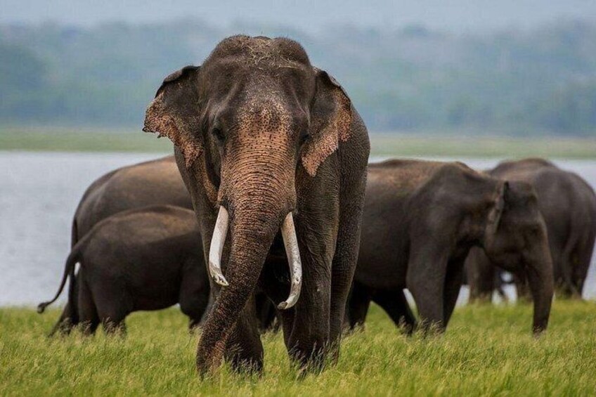 Adventure trincomalee to sigiriya and wild safari ,village tour 2