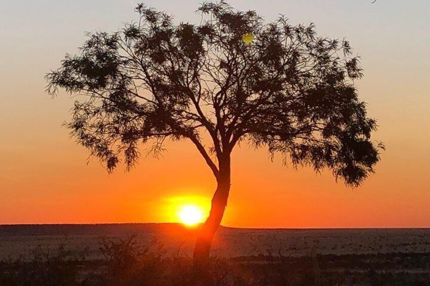 A tree silhouetted against a sunset with the sun low on the horizon. 1